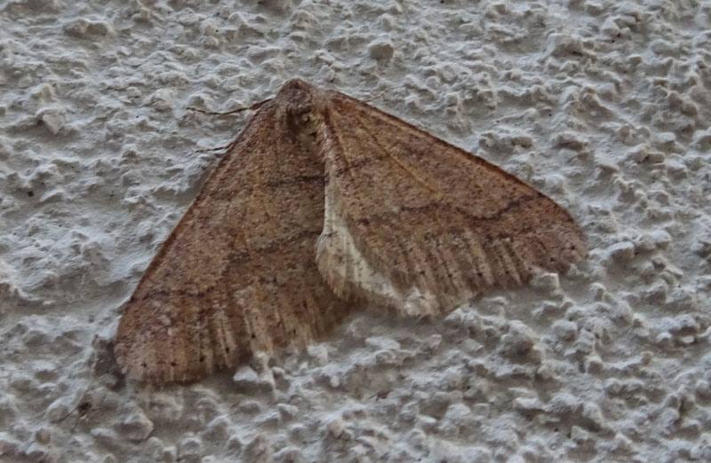 maschio di Agriopis marginaria - Geometridae